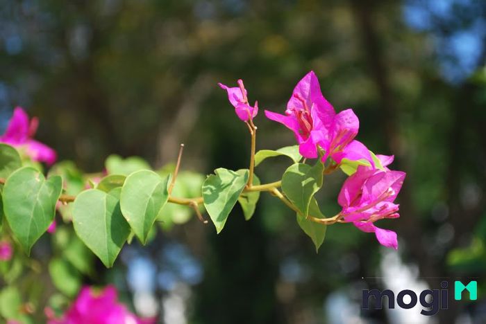 Hoa giấy không chỉ đẹp mà còn dễ trồng và có khả năng chịu nhiệt rất tốt.