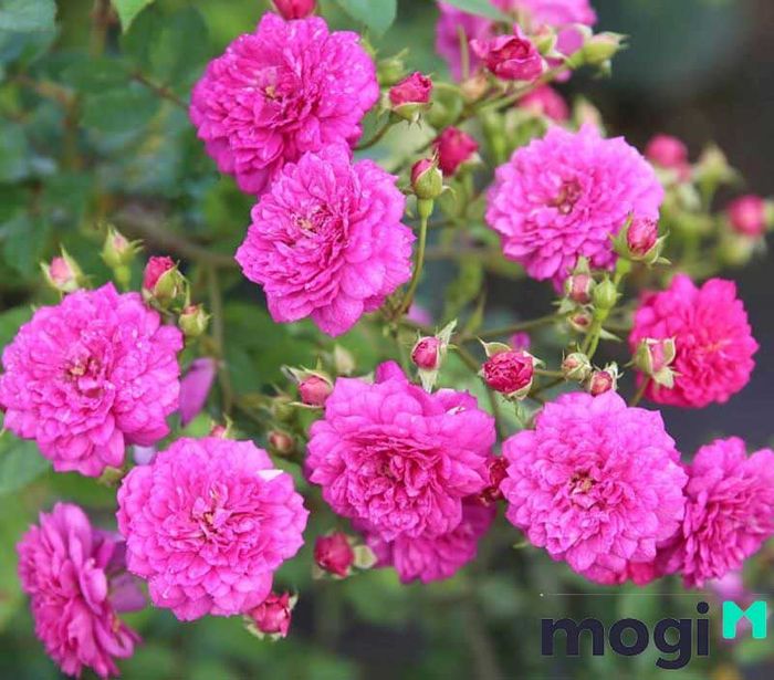 Hoa hồng leo mang vẻ đẹp không hề thua kém hoa hồng truyền thống, với sức hút đầy lôi cuốn.