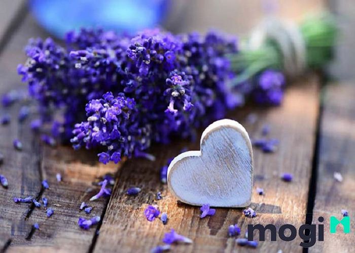 Hoa Lavender sẽ mang đến vẻ đẹp tinh tế và hương thơm dễ chịu cho ban công của bạn.