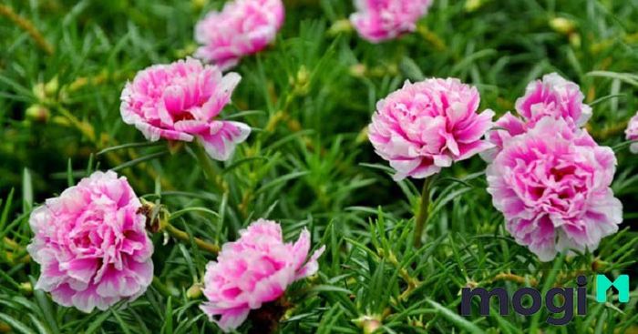 Mỗi sắc màu của hoa mười giờ đều mang một thông điệp ý nghĩa riêng biệt.