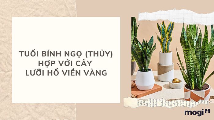 Cây phong thủy phù hợp với tuổi Bính Ngọ