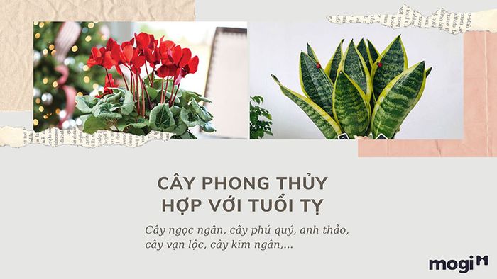 Cây phong thủy phù hợp với người tuổi Tỵ