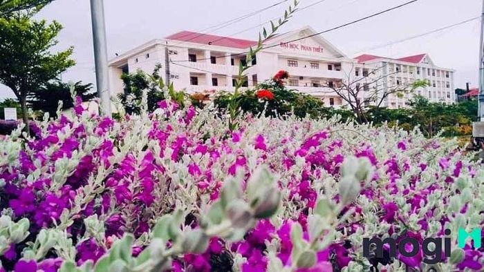 Cây tuyết sơn phi hồng là loài hoa treo ban công có khả năng chịu nắng rất tốt.