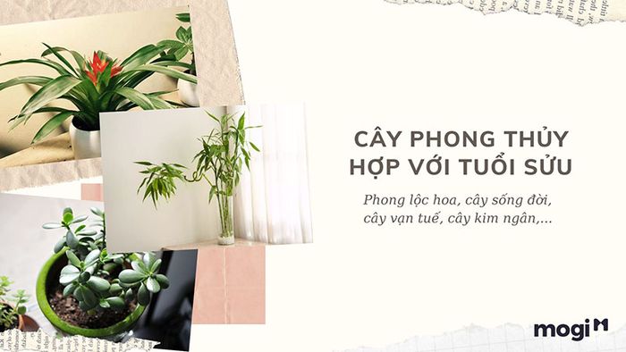 Lựa chọn cây phong thủy hợp tuổi Sửu