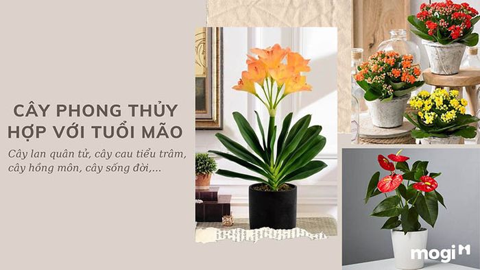 Cây phong thủy phù hợp với người tuổi Mão