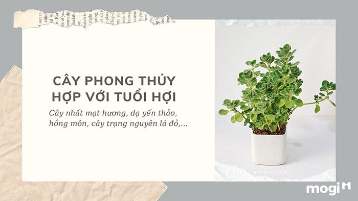 Cây phong thủy thích hợp cho tuổi Hợi