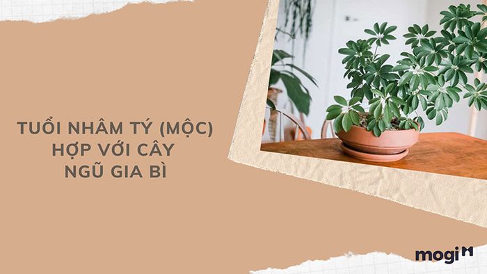 Chọn cây phong thủy phù hợp cho người tuổi Nhâm Tý