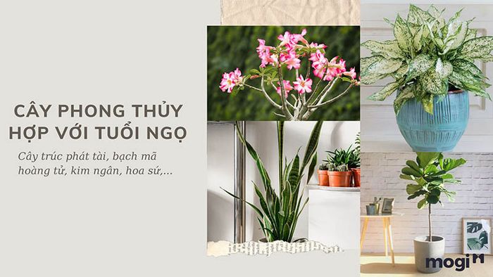Cây phong thủy phù hợp với tuổi Ngọ