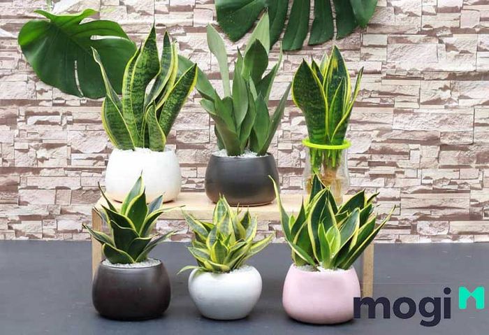 Cây lưỡi hổ mang trong mình nhiều ý nghĩa phong thủy sâu sắc.
