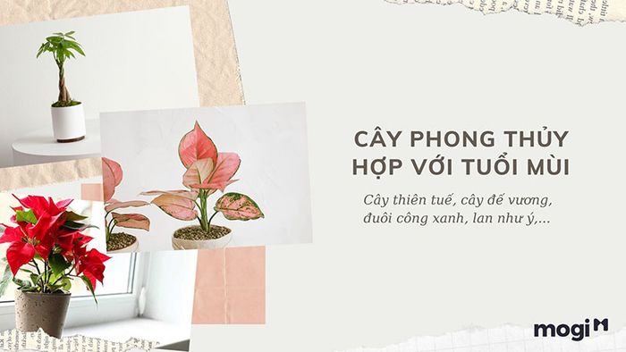 Cây phong thủy phù hợp với người tuổi Mùi