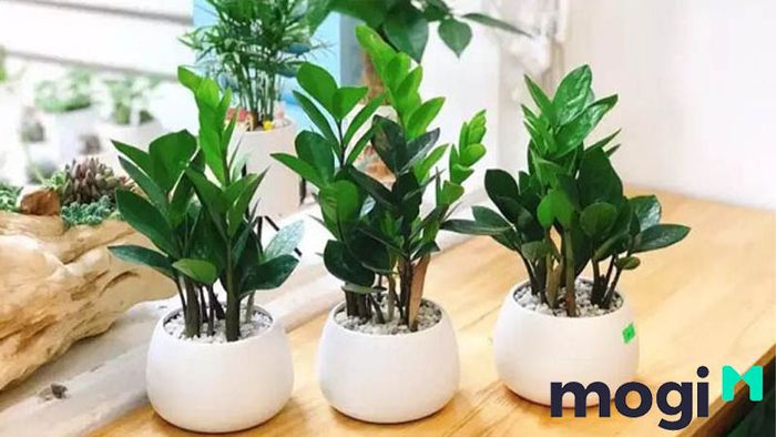 Cây kim tiền mang lại may mắn, tài lộc và sự thịnh vượng cho gia chủ.