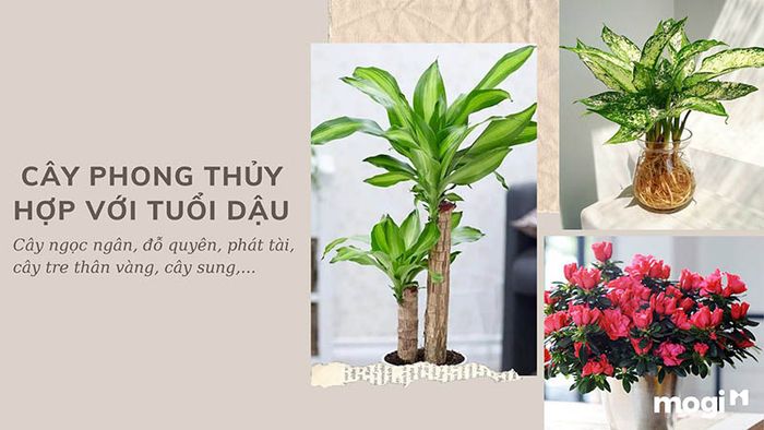 Những loại cây phong thủy hợp với tuổi Dậu