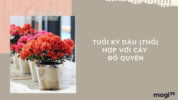 Cây phong thủy hợp với tuổi Kỷ Dậu