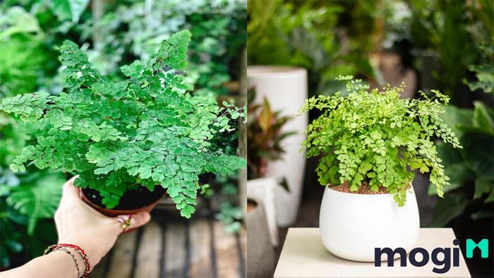 Cây tóc thần vệ nữ sẽ giúp làm sạch không khí, thanh lọc bầu không khí trong không gian sống của bạn.