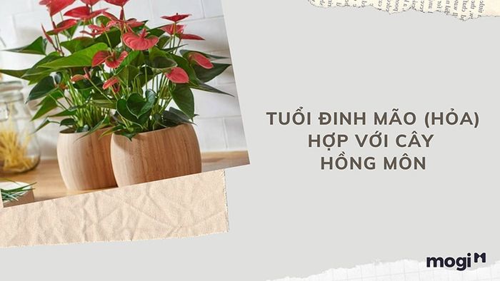 Cây hồng môn là một lựa chọn tuyệt vời cho người tuổi Đinh Mão, vì chúng hợp mệnh và mang lại sự may mắn cho gia chủ.