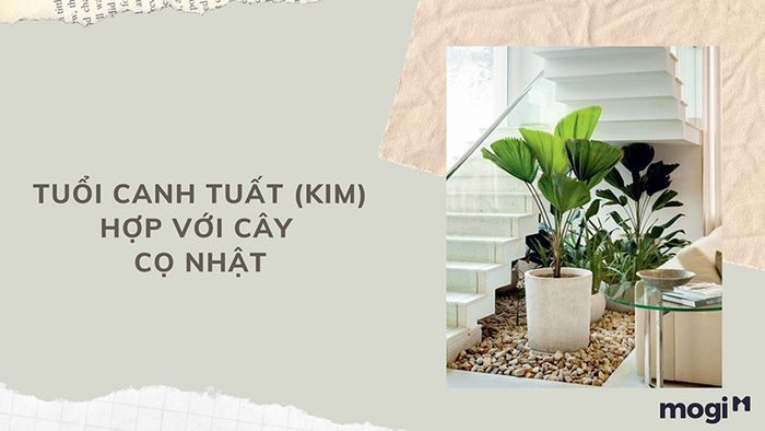 cây phong thủy cho từng tuổi