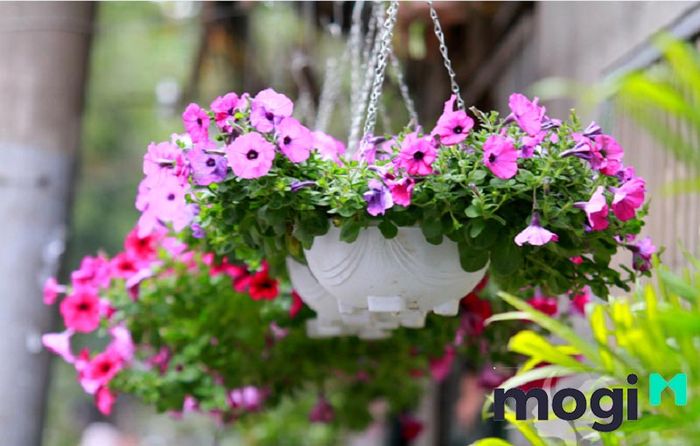 Hoa dạ yến thảo nở rộ sẽ khiến ban công của bạn trở nên rực rỡ và đầy thu hút.