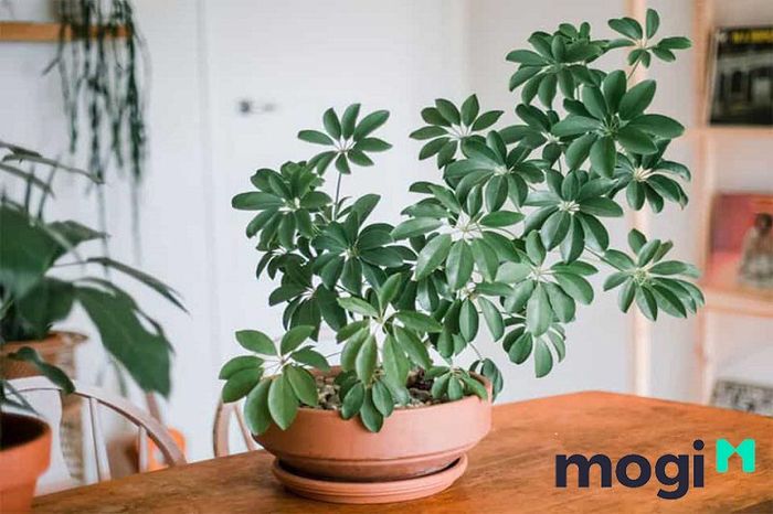 Cây ngũ gia bì không chỉ dùng để trang trí mà còn mang lại nhiều lợi ích khác cho sức khỏe và không gian sống.