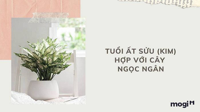 Lựa chọn cây phong thủy hợp với tuổi Ất Sửu