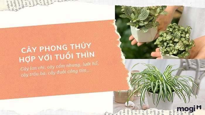 Cây phong thủy phù hợp với tuổi Thìn