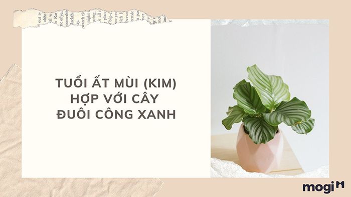 Cây phong thủy hợp tuổi Quý Mùi