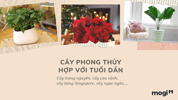Lựa chọn cây phong thủy phù hợp với người tuổi Dần