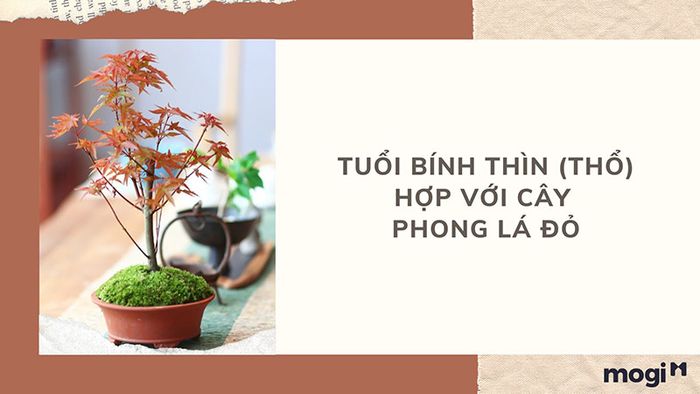 Cây phong thủy phù hợp với người tuổi Bính Thìn
