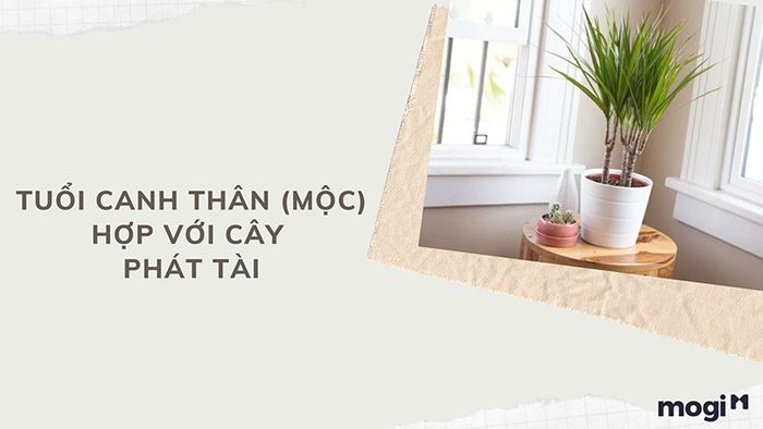 Cây phong thủy hợp với tuổi Canh Thân sẽ giúp mang lại vượng khí cho gia chủ. Bạn có thể lựa chọn các cây hợp mệnh Mộc để tăng cường năng lượng tích cực trong không gian sống.