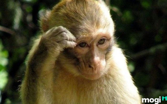 Tử vi tuổi Thân trong Quý I năm 2024 (Tháng 1-2-3) dự báo sẽ có những thời điểm khó khăn, nhưng nhìn chung là thuận lợi và có nhiều cơ hội mở ra.