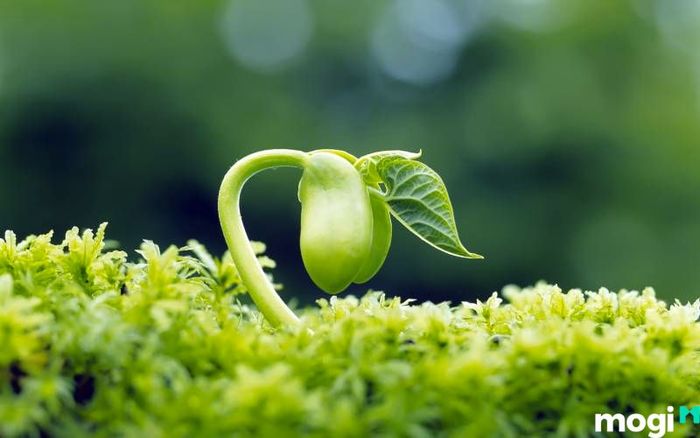 Để tiến xa, tuổi Thân cần duy trì thái độ khiêm tốn và nỗ lực không ngừng nghỉ trong công việc và cuộc sống.