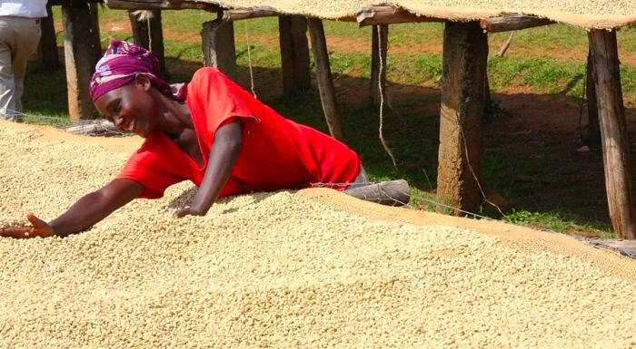 To prepare coffee, beans are first separated from their cherries, then washed and dried.