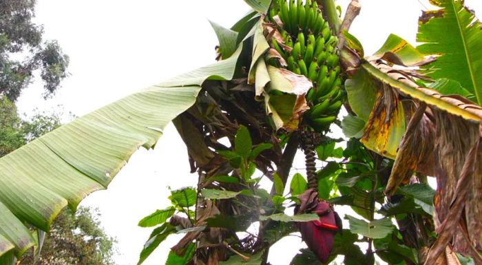 A banana tree in the forest with its unique purple flower drooping downwards.