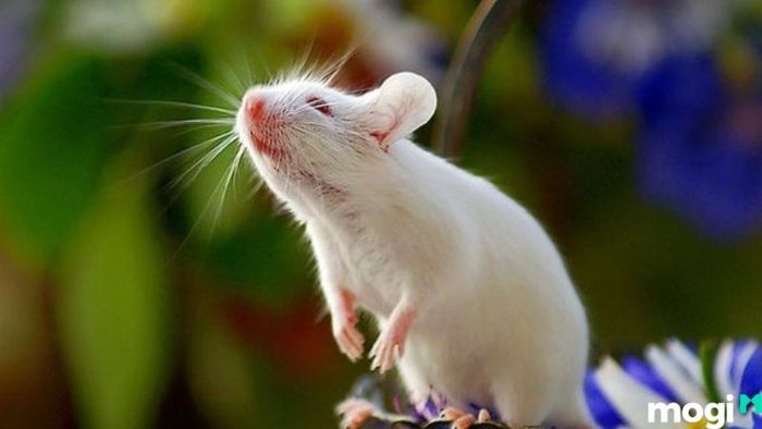 Cách bố trí cổng nhà hợp phong thủy cho người tuổi Canh Tý là gì?
