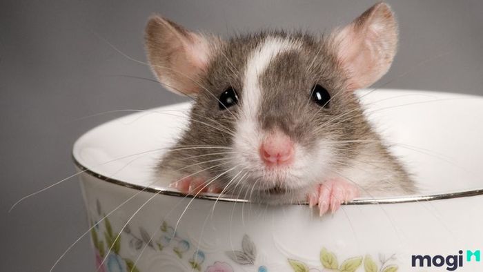 Hướng bàn làm việc nên bố trí thế nào để hợp phong thủy cho người tuổi Canh Tý?