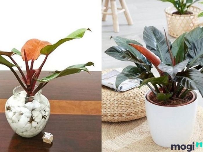 Vật phẩm phong thủy cho người mệnh Sơn Hạ Hỏa