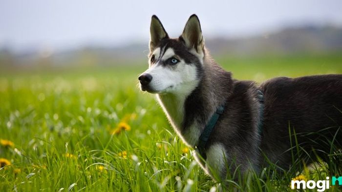 Cách Hóa Giải Những Hướng Nhà Xấu Không Hợp Với Người Tuổi Tuất Để Đảm Bảo Tài Lộc Và Sức Khỏe