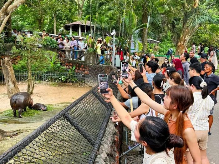 Khám phá chú hà mã Moo Deng đáng yêu tại Thái Lan