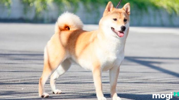 Hướng Nhà Phù Hợp Cho Người Tuổi Tuất