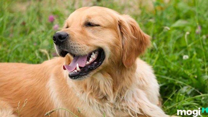 Hướng Nhà Phù Hợp Với Người Tuổi Bính Tuất 1946, Mang Đến May Mắn Và Tài Lộc