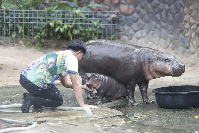 Moo Deng tại vườn thú Khao Kheow Open Zoo