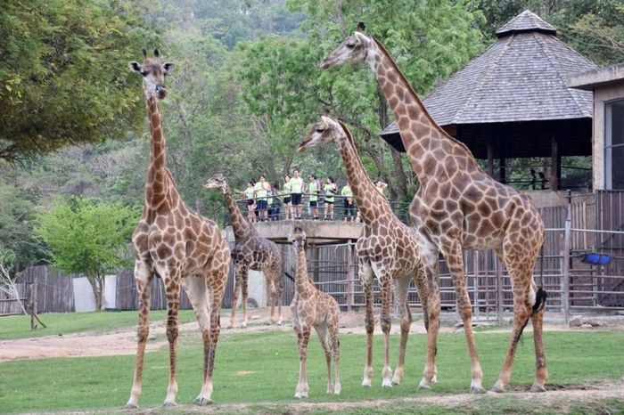 Hươu cao cổ tại vườn thú Khao Kheow Open Zoo