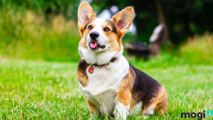 Khám Phá Những Hướng Tốt Phù Hợp Với Người Tuổi Tuất, Giúp Thu Hút Tài Lộc Và Thành Công