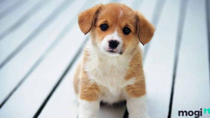 Năm Nào Là Thời Điểm Tốt Nhất Để Người Tuổi Tuất Xây Nhà, Đón Tài Lộc Và May Mắn?