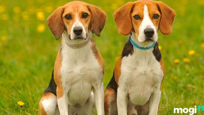 Khám Phá Những Hướng Tốt Phù Hợp Với Người Tuổi Tuất: Mang Đến Thịnh Vượng Và Bình An