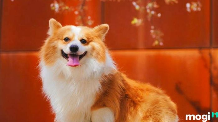 Giải Quyết Các Hướng Nhà Xấu Cho Người Tuổi Tuất Để Tạo Dựng Một Cuộc Sống An Vui Và Thịnh Vượng