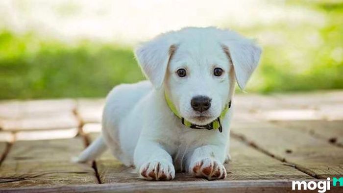 Khám Phá Những Hướng Nhà Phù Hợp Với Người Tuổi Nhâm Tuất 1982, Để Mang Lại May Mắn Và Phúc Lộc