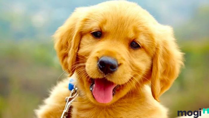 Hướng Nhà Phù Hợp Với Người Tuổi Bính Tuất 1946, Mang Lại Thịnh Vượng Và Bình An