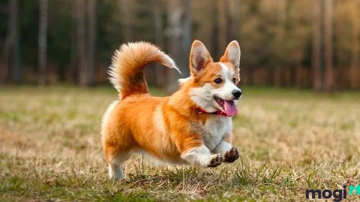 Khám Phá Hướng Nhà Phù Hợp Với Người Tuổi Canh Tuất 1970, Mang Lại Bình An Và Thịnh Vượng