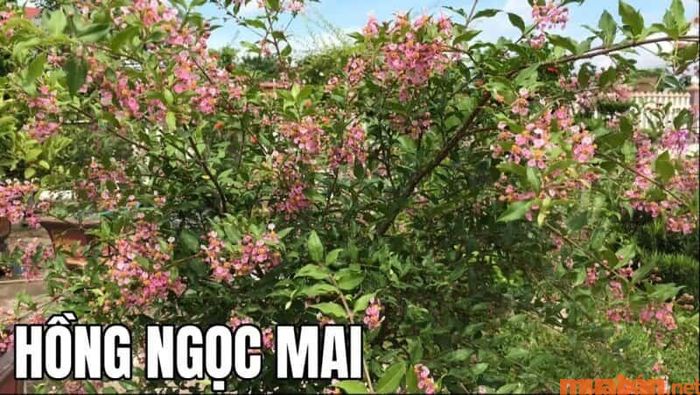 Cây Hồng Ngọc Mai là cây gì?