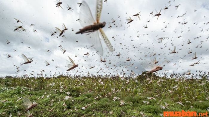 Giải mã giấc mơ thấy châu chấu bay vào nhà